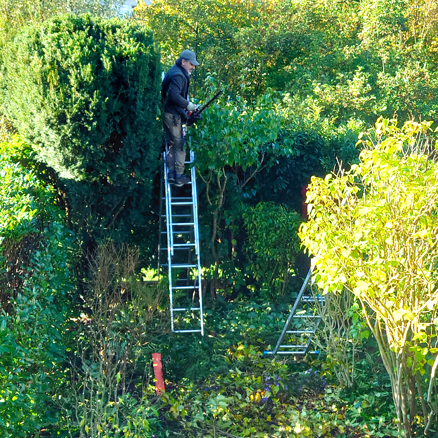 Baumschnitt mit Säge in einem Garten